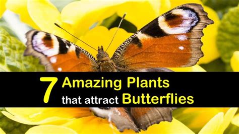 7 Amazing Host Plants that Attract Butterflies to the Garden