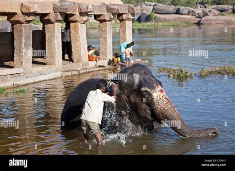 Mahout Elephant Trainer Washing An Elephant Tungabhadra River Hampi