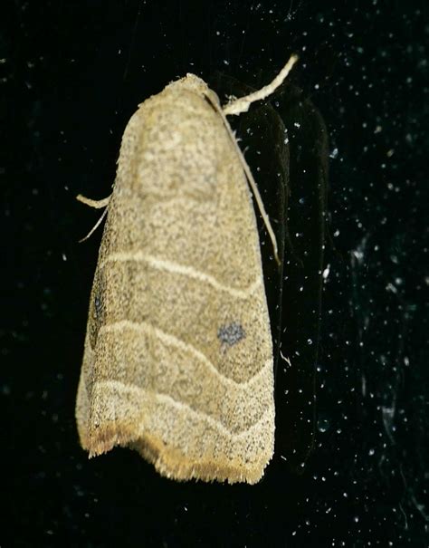 Wavy Lined Mallow Moth From Lake Jackson TX USA On November 20 2019