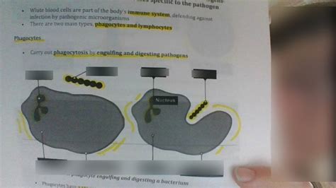 White Blood Cells Diagram Quizlet