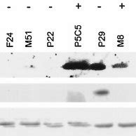 Expression Of P Ink A And P Arf In Representative Transformants Cell