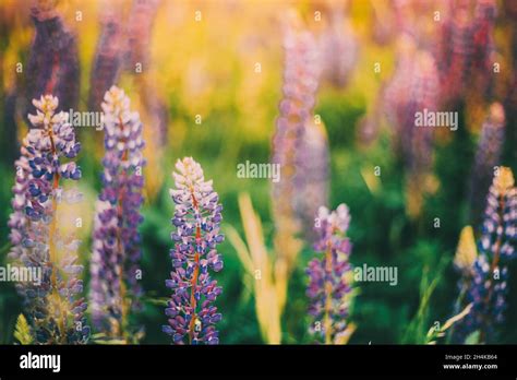 Bush De Flores Silvestres Lupino En La Pradera Del Campo De Verano