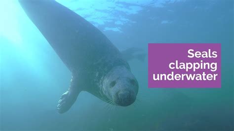 Newcastle University Discover Seals Clap Underwater in 2020 ...