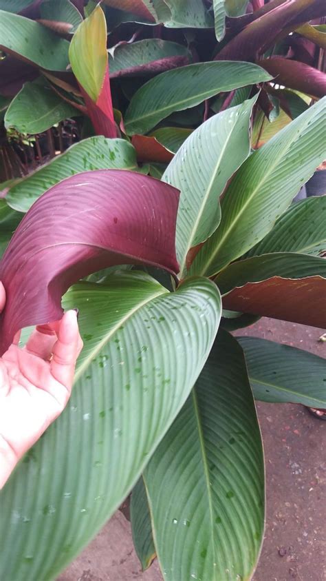 Calathea Red Lutea Tobacco Landscape Outdoor Garden Lazada Ph