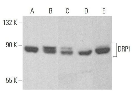 DRP1抗体 C 5 SCBT Santa Cruz Biotechnology