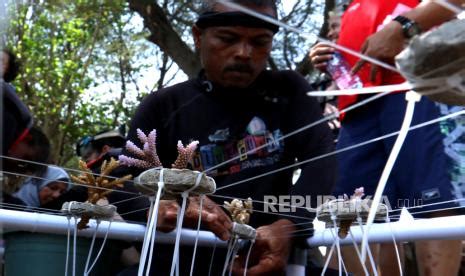 Transplantasi Terumbu Karang Di Pantai Bangsring Republika Online