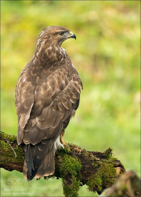 Pin von Sonja Berner auf Vögel Vögel