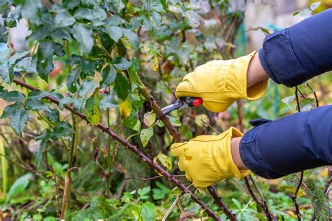 Najaar Snoeien Maar Tuincentrum De Bruijn