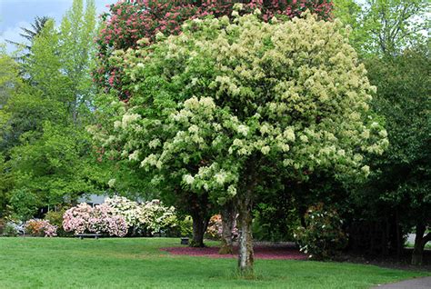 Fraxinus ornus | Landscape Plants | Oregon State University