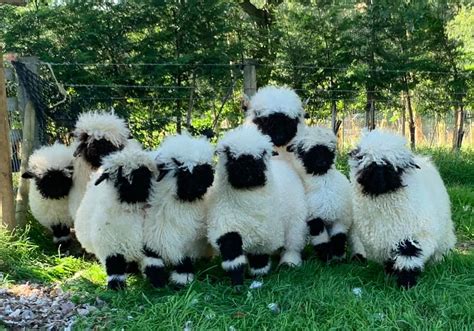 Valais Blacknose Sheep Cheshire