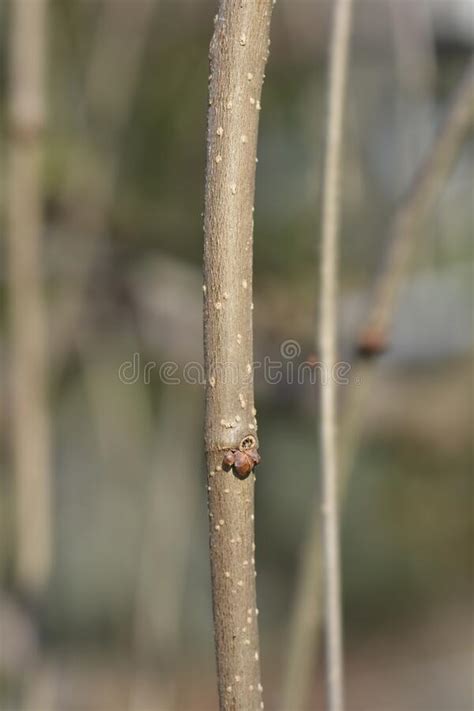 Weeping White Mulberry Stock Photo Image Of Nature 273684726