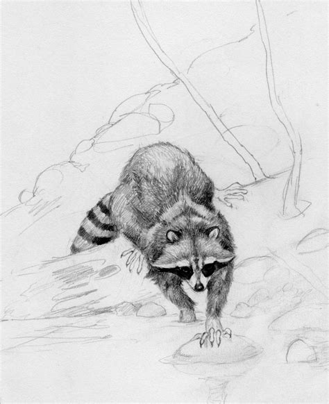 Raccoon Pencil Drawing at PaintingValley.com | Explore collection of ...