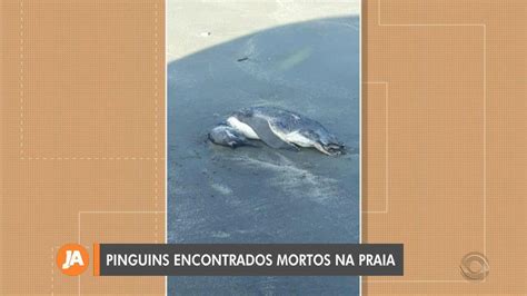 Dezenas De Pinguins S O Encontrados Mortos Em Praia Do Litoral Sul