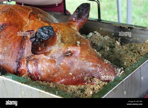 Hog Roast Hogs Head Summer Eating Bbq Barbecue Pork Crackling