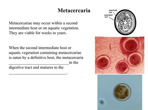 Trematode Life Cycles | PPT