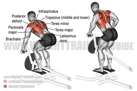 T Bar Row Exercise Instructions And Video Weight Training Guide