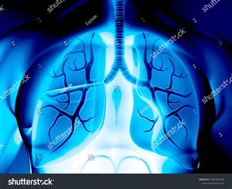 Human Body Respiratory System Lungs Anatomy Stock Illustration 1506464705 Shutterstock