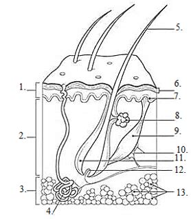 Skin Diagram Labeled