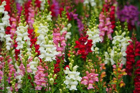 Colorful varieties of snapdragon, an upright annual flower Stock Photo ...