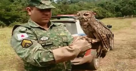 G1 Coruja orelhuda é capturada machucada em distrito de Uberlândia