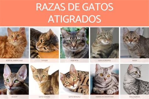 Razas De Gatos Y Sus Nombres The Best Porn Website