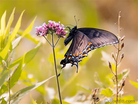 Butterfly North Carolina Dj Pettitt Flickr