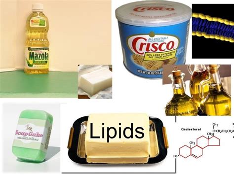 lipids examples