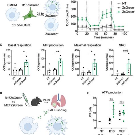 Metabolic Reprogramming Of Lung Macrophages Upon Ingestion Of