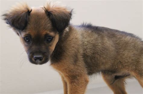 Pomeranian Chihuahua German Shepherd Mix Pets Lovers