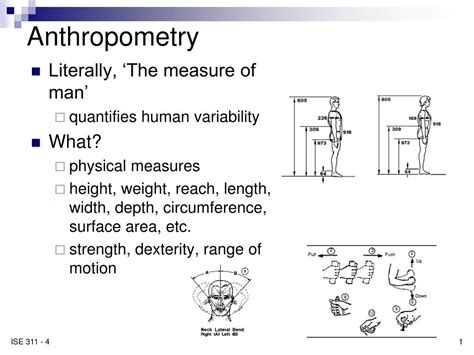 Ppt Anthropometry Powerpoint Presentation Free Download Id5476396