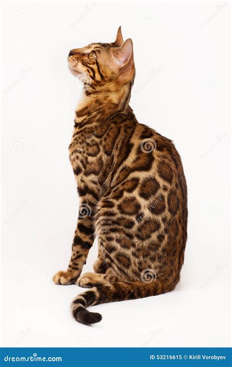 Bengal Cat Profile Shot Stock Image Image Of Purebred 53216615