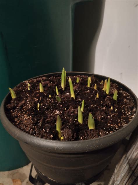 My potted spring bulbs have come up in the garage! They're eager for ...