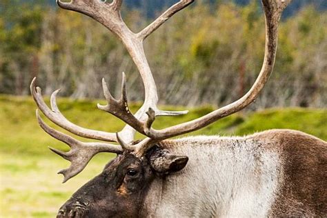 Best Alaska Wildlife Viewing Experiences | ALASKA.ORG