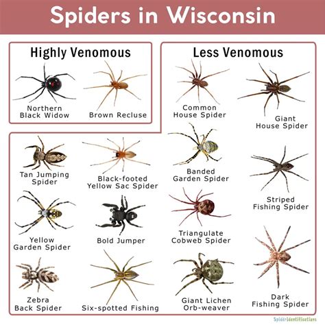 The 25 Most Common Spiders In Wisconsin Nature Blog Network