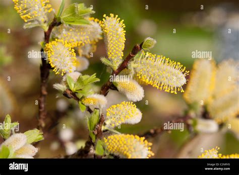 Pussy Willow Catkins Signs Of Spring Stock Photo Alamy