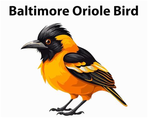 Premium Vector Baltimore Oriole Bird Mascot Vector Illustration