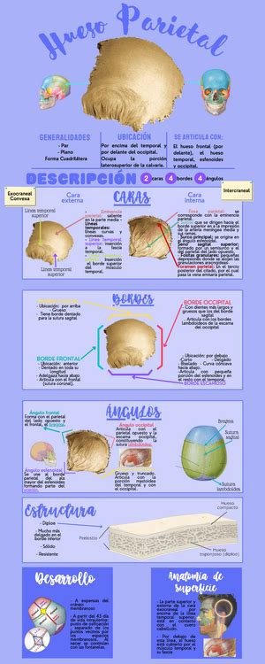 Arterias Del Cuello Resumen Moore Fundamentos De Anatom A Con