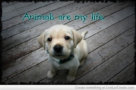 Animal Lover Quotes. QuotesGram