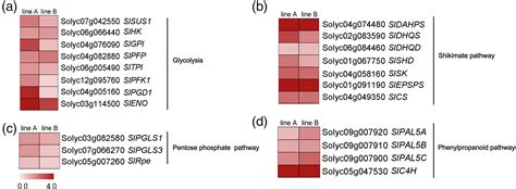 Trichome Regulator SlMIXTAlike Directly Manipulates Primary Metabolism