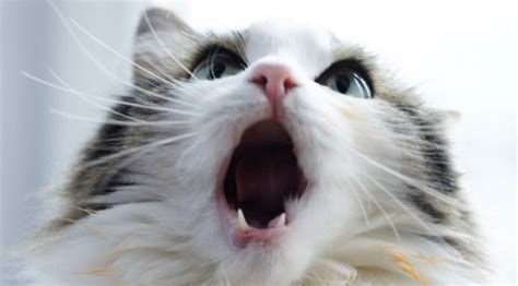 This Cat Singing 'YEAH' Is Going To Make Your Day