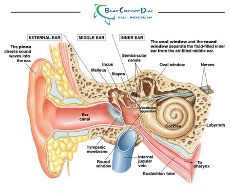 Anterior External Ear Anatomy