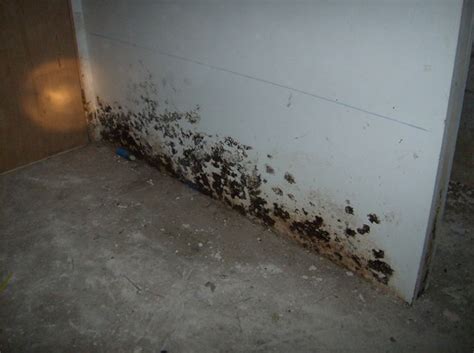 Marketplace Lists - Directory Mold Remediation Products