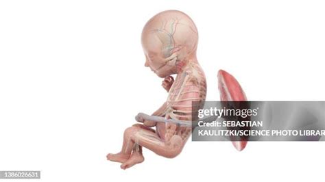 60 19 Week Foetus Stock Photos, High-Res Pictures, and Images - Getty ...