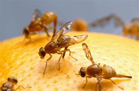 Israel Starts Export of Millions of Sterilized Fruit Flies - Jewish Telegraphic Agency