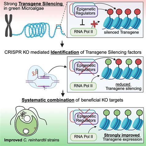 Genome editing of epigenetic transgene silencing in Chlamydomonas ... 