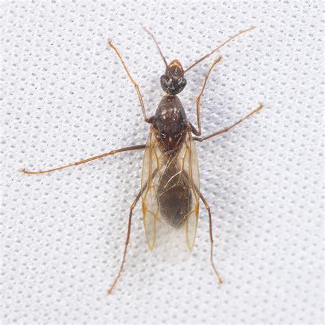 DSC 1755cc Subgenus Tanaemyrmex Maybe BB S Bugs Flickr