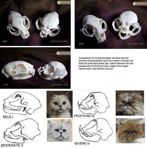 Normal Cat Skull vs Persian Cat + Plus skull variations. : r ...