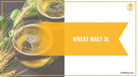 Beer Malt Types: A Comprehensive Guide on the Roots of Beer