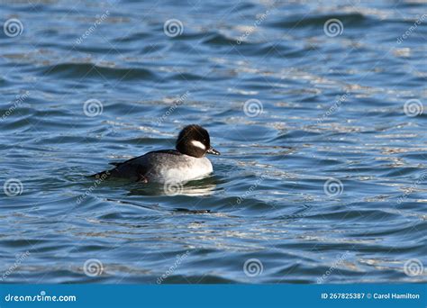 Female Bufflehead Ducks Floating On The Lake Stock Image Image Of