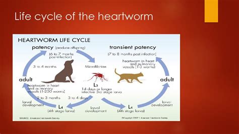 Heartworm Disease And Prevention Ppt Download